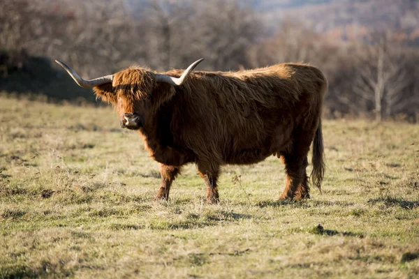 Güzel Boynuzlu Dağ Sığırları Dağlık Arazide Duran Sığır Ineği — Stok fotoğraf