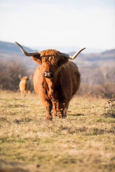 Hermoso Ganado Highland Con Cuernos Vaca Montañosa Pie Páramos Abiertos —  Fotos de Stock