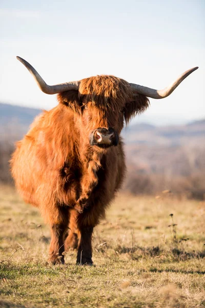 Hermoso Ganado Highland Con Cuernos Vaca Montañosa Pie Páramos Abiertos —  Fotos de Stock