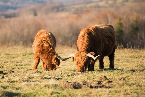 Beautiful horned Highland Cattle. Highland cattle cow standing on open moorland.