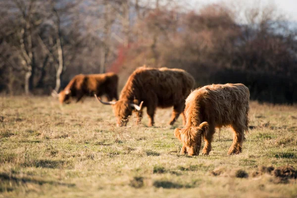 Bella Highland Bovini Cornuto Vacca Bovina Delle Highland Piedi Brughiera — Foto Stock