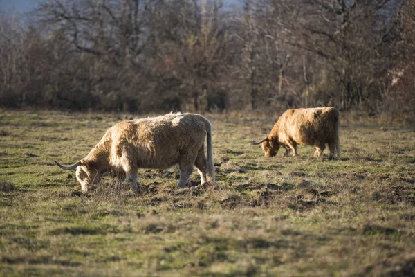 Bella Highland Bovini Cornuto Vacca Bovina Delle Highland Piedi Brughiera — Foto Stock