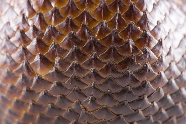 Pele Castanha Fruta Salak Forma Escamas Cobra — Fotografia de Stock