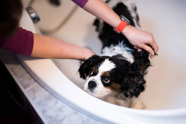 Owner Washes Dog Bathroom Water — Zdjęcie stockowe