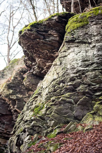 Vertical Shot Tree Trunk Forest — Stock Photo, Image