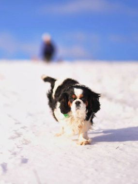 Kışın karda koşan sevimli köpek.