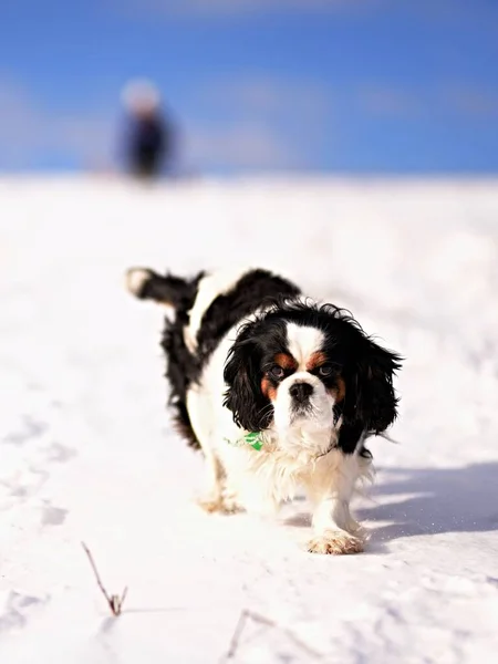 Cão Bonito Correndo Neve Tempo Inverno — Fotografia de Stock