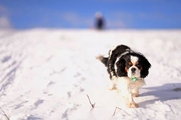 Милая Собака Бегает Снегу Зимнее Время — стоковое фото