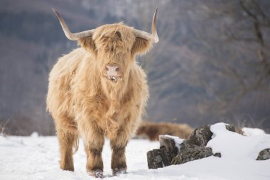 Güzel boynuzlu dağ sığırları Donmuş bir çayırda güneşin doğuşunun tadını çıkarıyor. 