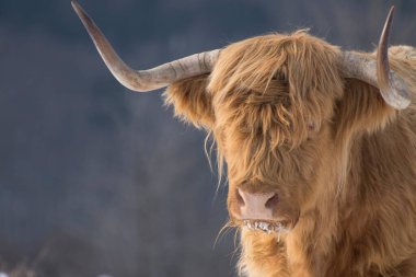 Güzel boynuzlu dağ sığırları Donmuş bir çayırda güneşin doğuşunun tadını çıkarıyor. 