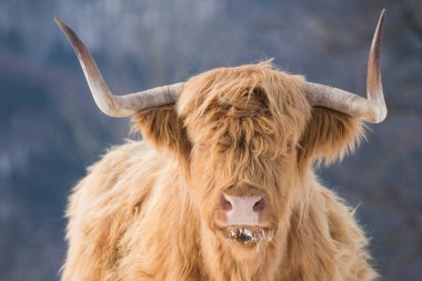 Güzel boynuzlu dağ sığırları Donmuş bir çayırda güneşin doğuşunun tadını çıkarıyor. 