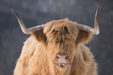 Güzel boynuzlu dağ sığırları Donmuş bir çayırda güneşin doğuşunun tadını çıkarıyor. 