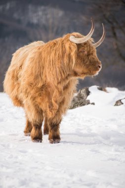 Güzel boynuzlu dağ sığırları Donmuş bir çayırda güneşin doğuşunun tadını çıkarıyor. 
