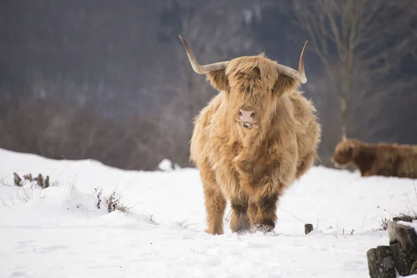 Όμορφα Κέρατα Highland Βοοειδή Απολαμβάνοντας Την Ανατολή Του Ήλιου Ένα — Φωτογραφία Αρχείου