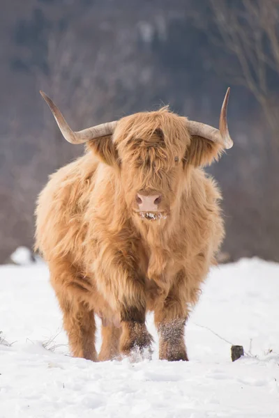 Όμορφα Κέρατα Highland Βοοειδή Απολαμβάνοντας Την Ανατολή Του Ήλιου Ένα — Φωτογραφία Αρχείου