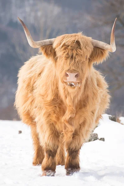 Όμορφα Κέρατα Highland Βοοειδή Απολαμβάνοντας Την Ανατολή Του Ήλιου Ένα — Φωτογραφία Αρχείου