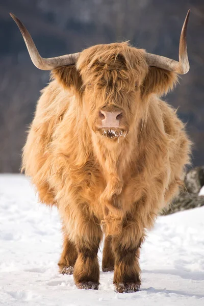 Όμορφα Κέρατα Highland Βοοειδή Απολαμβάνοντας Την Ανατολή Του Ήλιου Ένα — Φωτογραφία Αρχείου