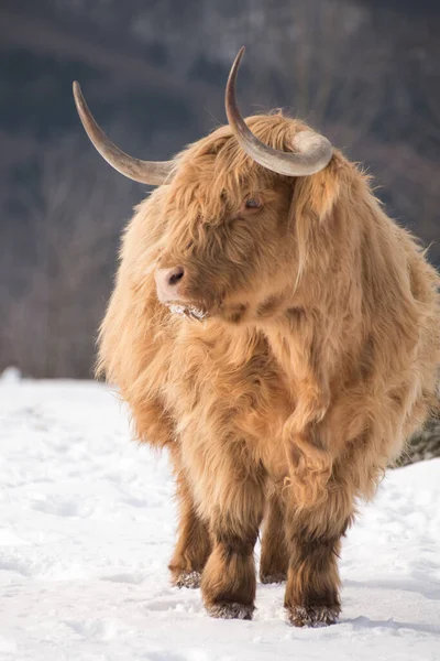 Όμορφα Κέρατα Highland Βοοειδή Απολαμβάνοντας Την Ανατολή Του Ήλιου Ένα — Φωτογραφία Αρχείου