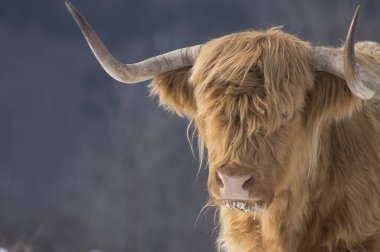 kış inekleri kış doğasında