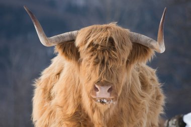 kış inekleri kış doğasında