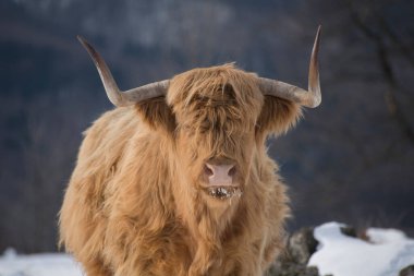 kış inekleri kış doğasında