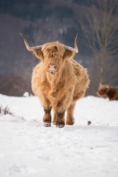 higland cow in winter nature