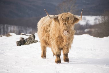 kış inekleri kış doğasında