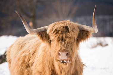 kış inekleri kış doğasında