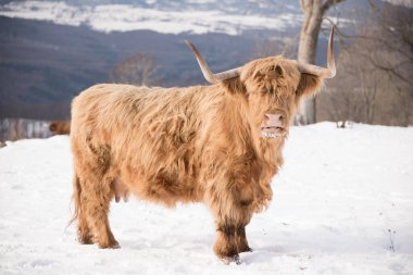 kış inekleri kış doğasında