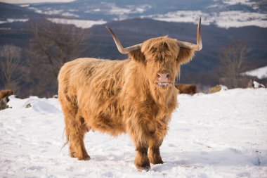 kış inekleri kış doğasında