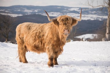 kış inekleri kış doğasında
