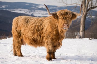 Güzel boynuzlu dağ sığırları kış doğasında