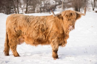 Güzel boynuzlu dağ sığırları kış doğasında