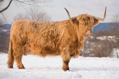 Güzel boynuzlu dağ sığırları kış doğasında