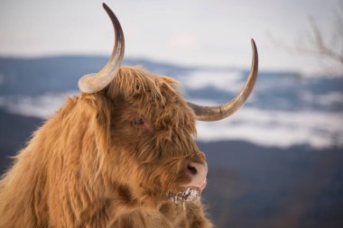 Güzel boynuzlu dağ sığırları kış doğasında