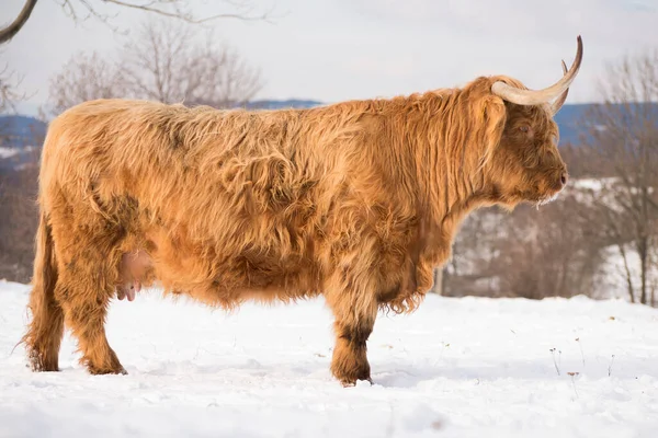 Beautiful horned Highland Cattle in winter nature