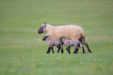 Clun Ormanı koyunları bir tarlada duruyor.