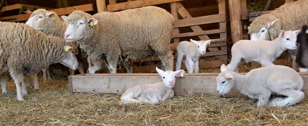 Ile France Schapen Boerderij — Stockfoto