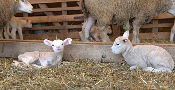 法兰西岛的羊群在农场里 — 图库照片