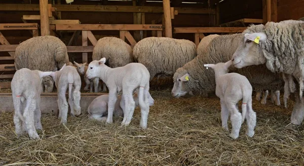 法兰西岛的羊群在农场里 — 图库照片