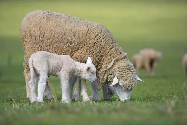 Jehněčí Ovcemi Čerstvé Zelené Louce — Stock fotografie