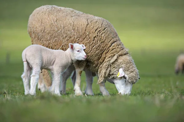 Lamb Sheep Fresh Green Meadow — Stock Photo, Image