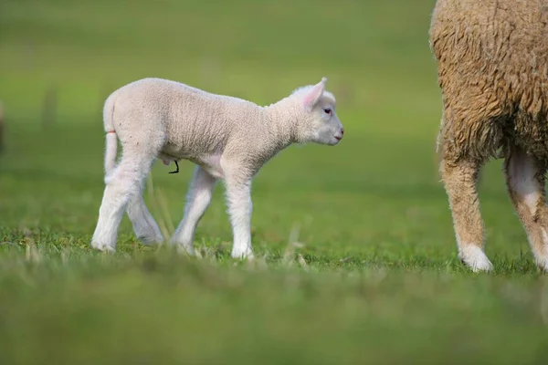 Lamsvlees Grasland Ile France Schapen — Stockfoto