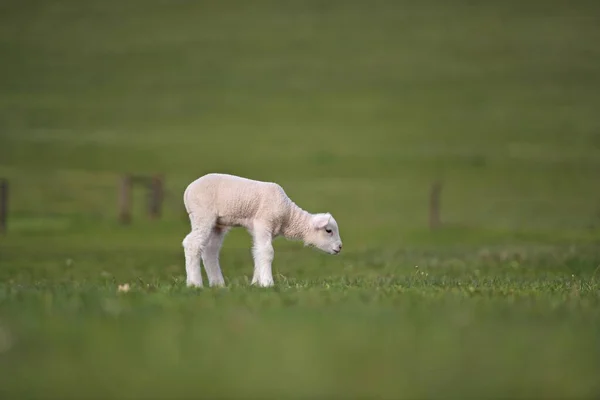 Lamsvlees Grasland Ile France Schapen — Stockfoto