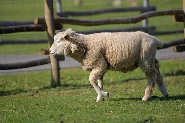 Moutons Sains Purs Dans Pâturage — Photo