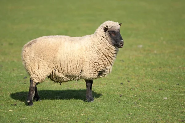 Ram Clun Forest Breed — Stock Photo, Image