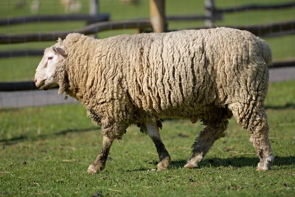 Moutons Sains Purs Dans Pâturage — Photo