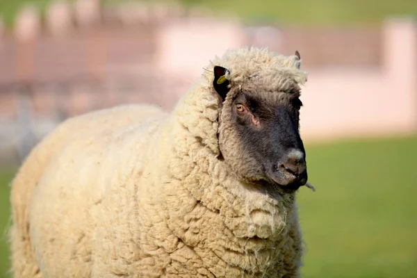 Ram Raça Floresta Clun — Fotografia de Stock