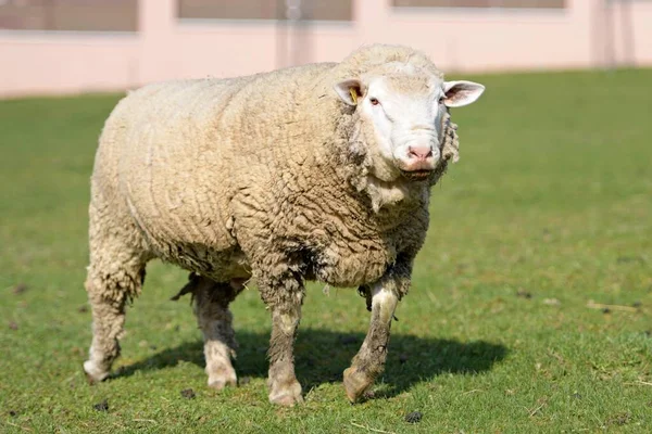 Υγιή Καθαρόαιμα Πρόβατα Βοσκότοπο — Φωτογραφία Αρχείου