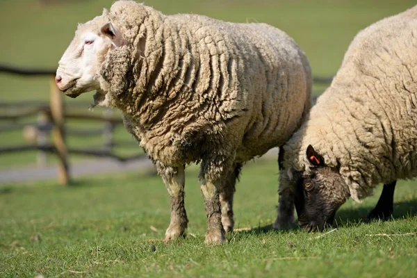 Moutons Sains Purs Dans Pâturage — Photo